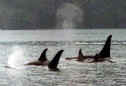 A Pod of killer whales eight miles north of La Push.